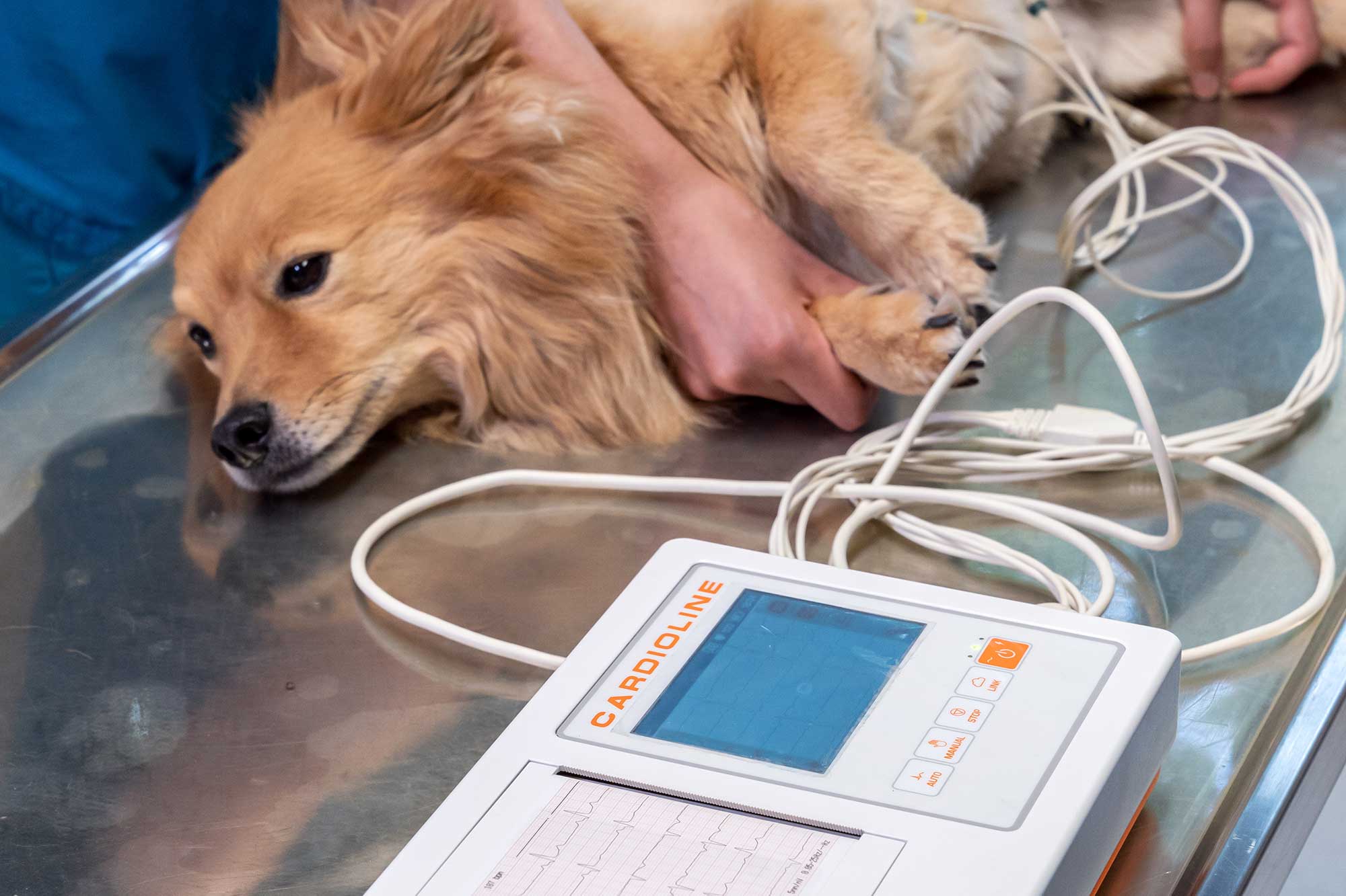 EKG bei einem Hund