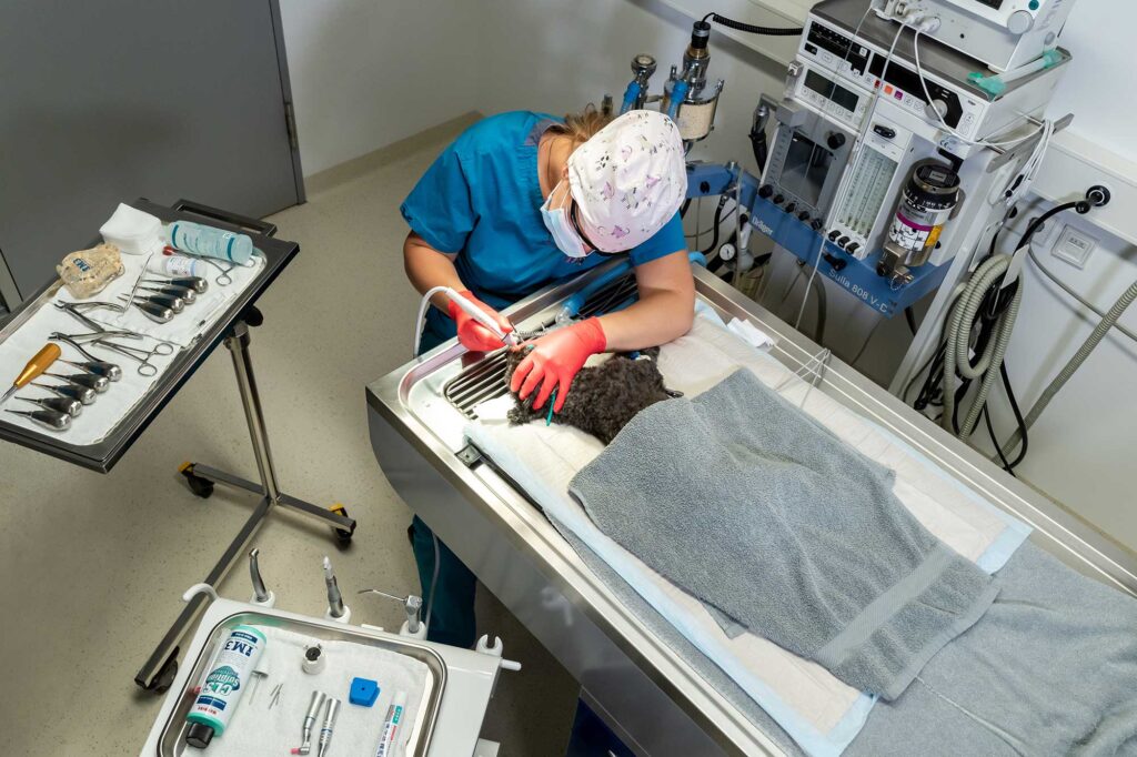 Standardzahnbehandlung bei einem Kleintier unter Narkose